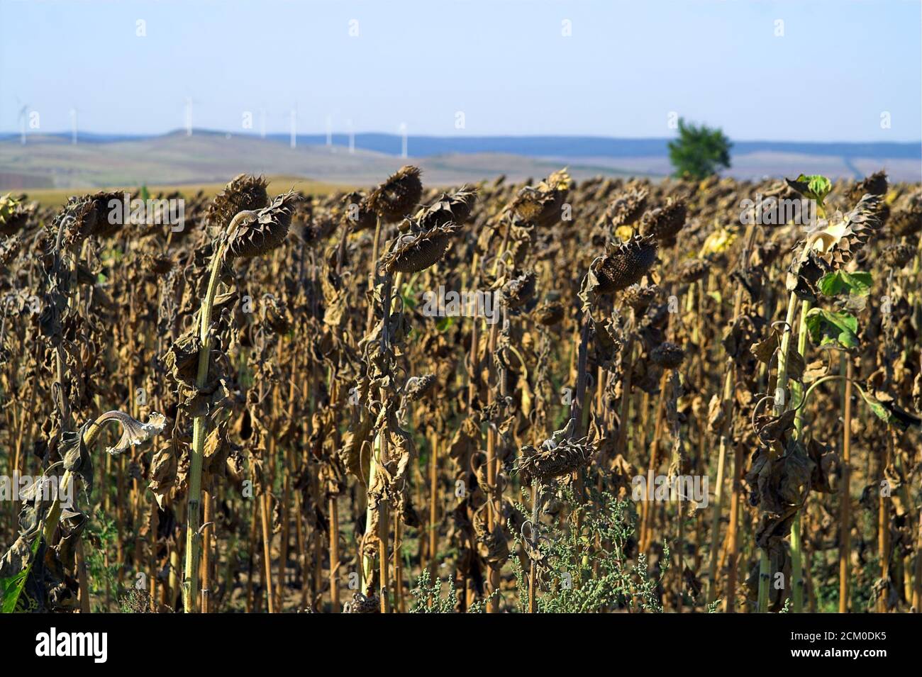 Romania, plantation, field of ripe withered sunflowers. Agricultural landscape. Rumänien, ein Feld reifer verwelkter Sonnenblumen. Agrarlandschaft. Stock Photo