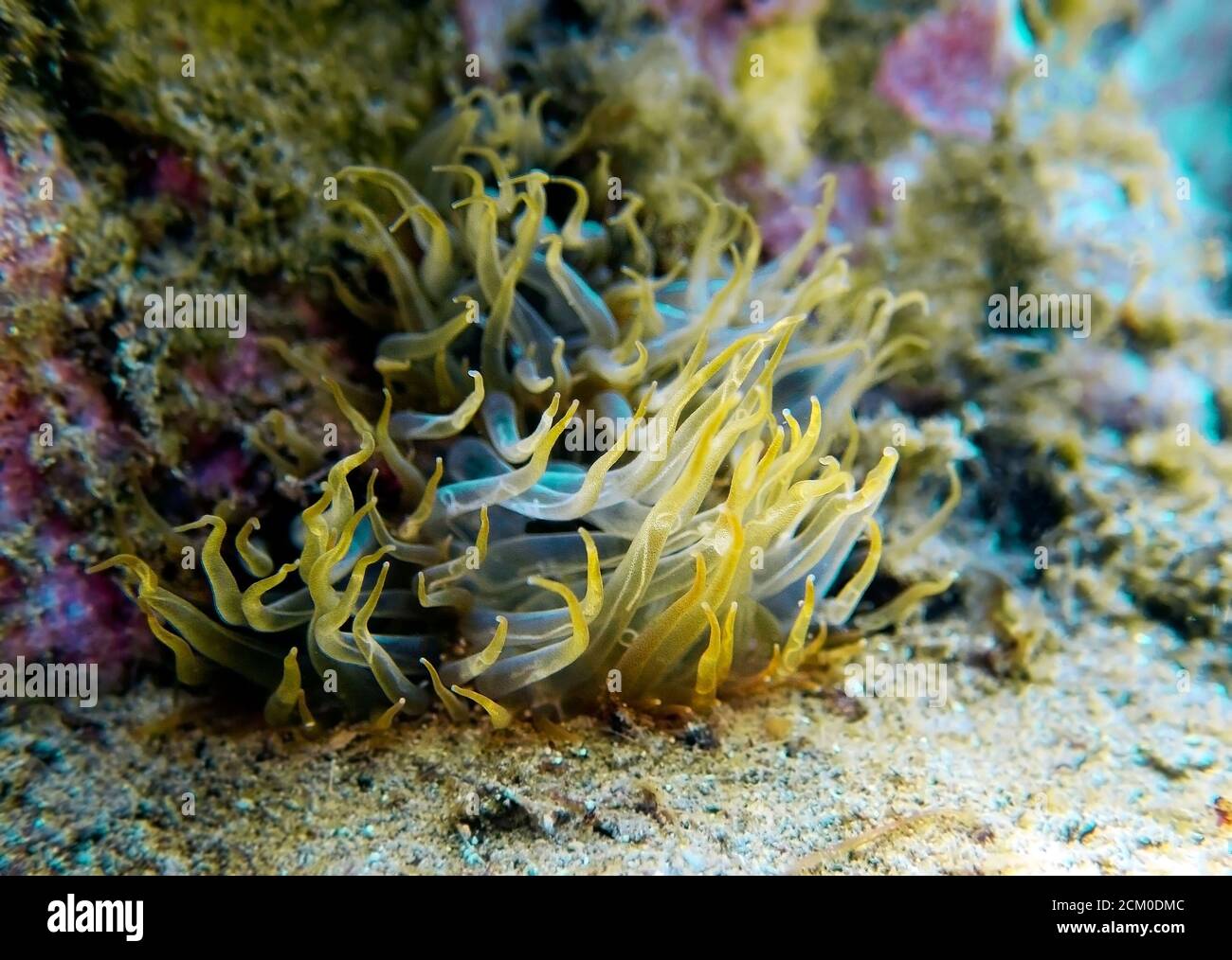 Yellow aiptasia glasrose Mediterranean sea anemone -  Aiptasia diaphana Stock Photo