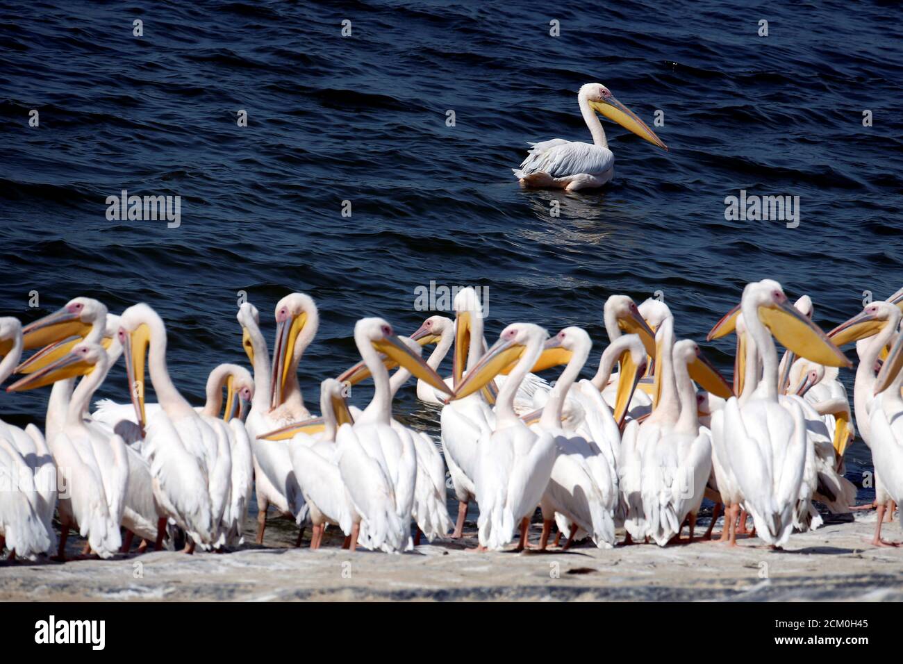 Great white pelicans stand in the water as they are fed by employees from Israel's nature and parks authority, during their migrating season, in Mishmar Hasharon, central Israel October 13, 2016. REUTERS/Baz Ratner Stock Photo