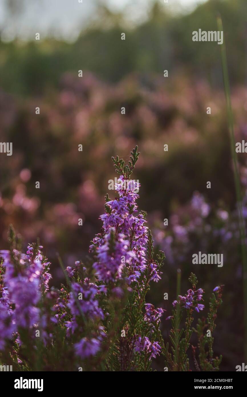 Purple heather flowers with bokeh background. Stock Photo