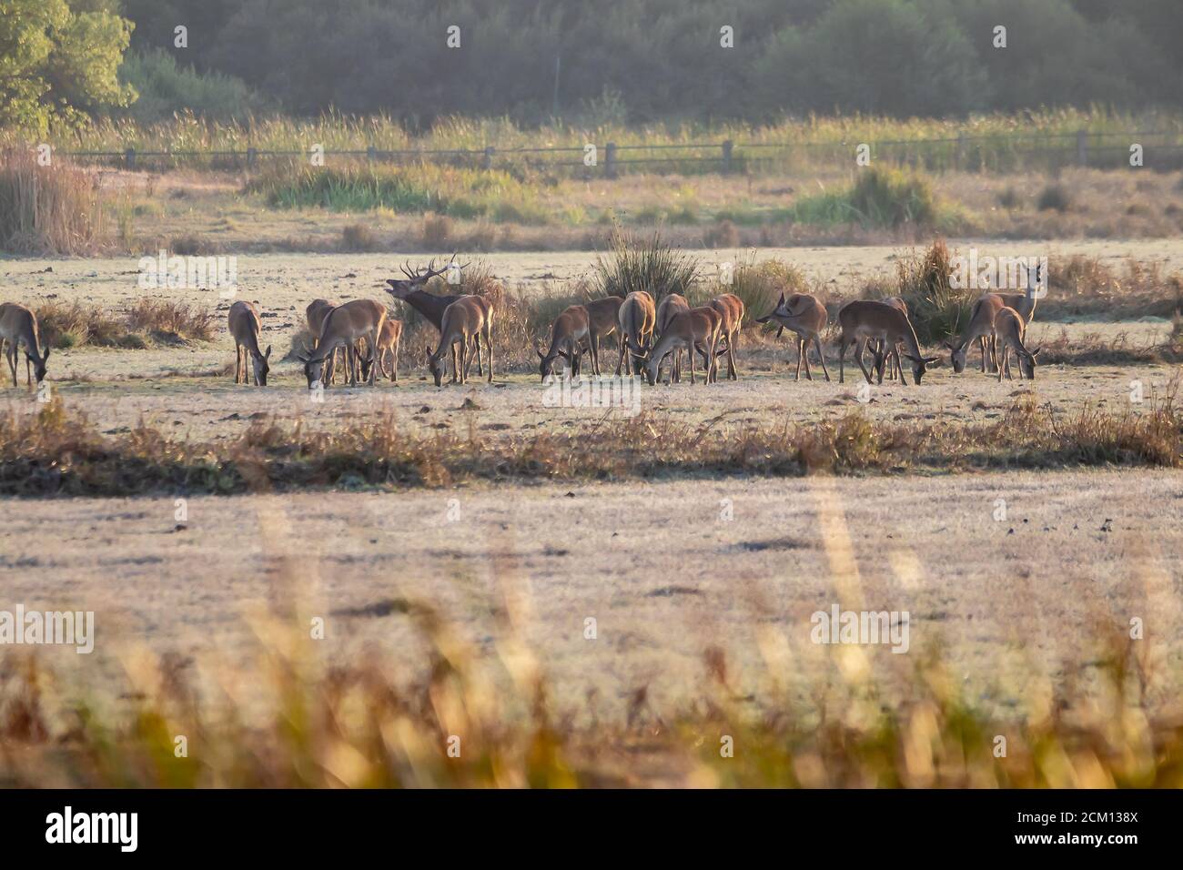 Herd of female deer in the process of bellowing during mating season. Marismas del Rocio Natural Park in Donana National Park at sunset Stock Photo