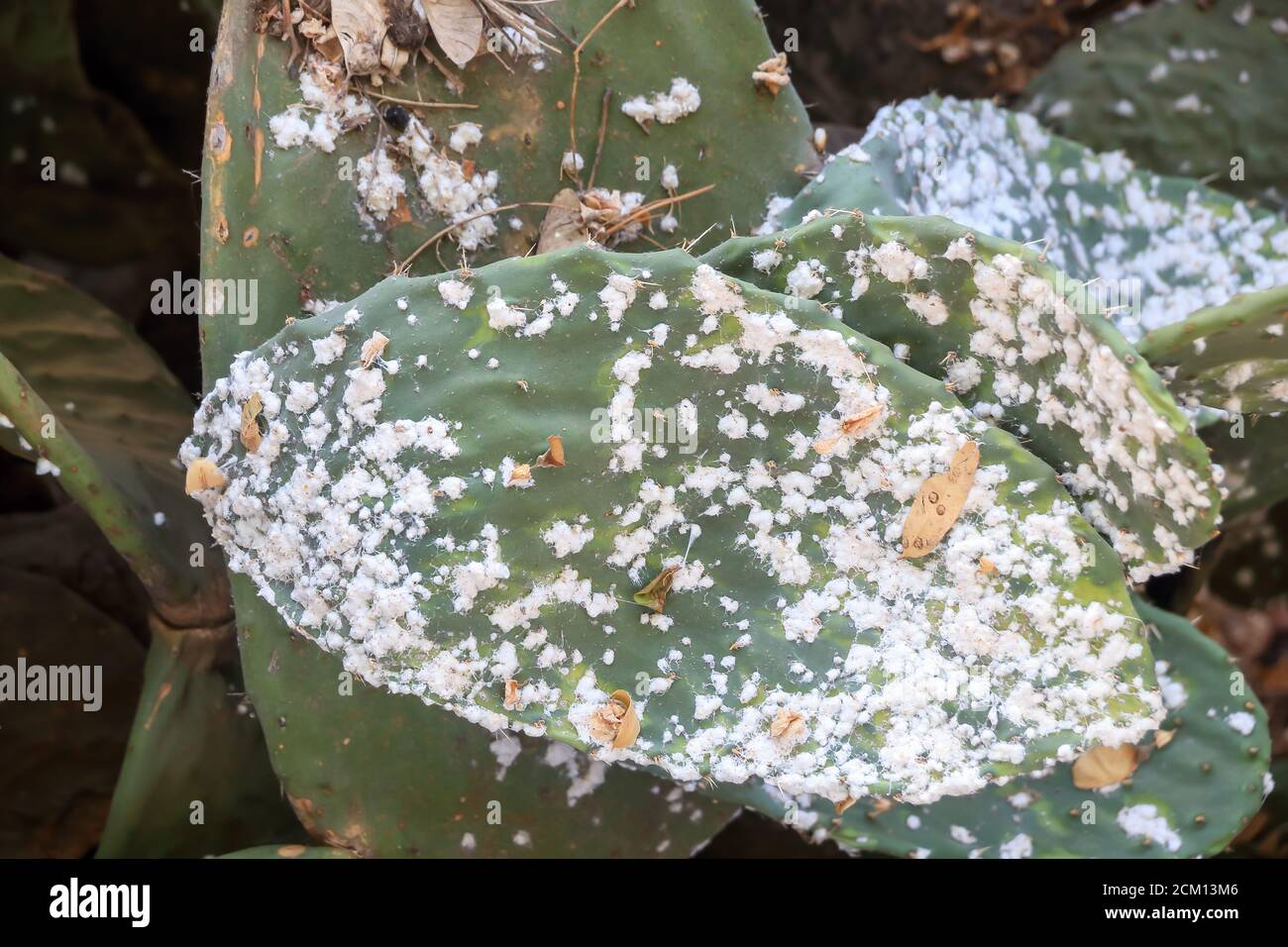Macro photography of Prickly pears with a cochineal infestation. Shallow depth of field Stock Photo