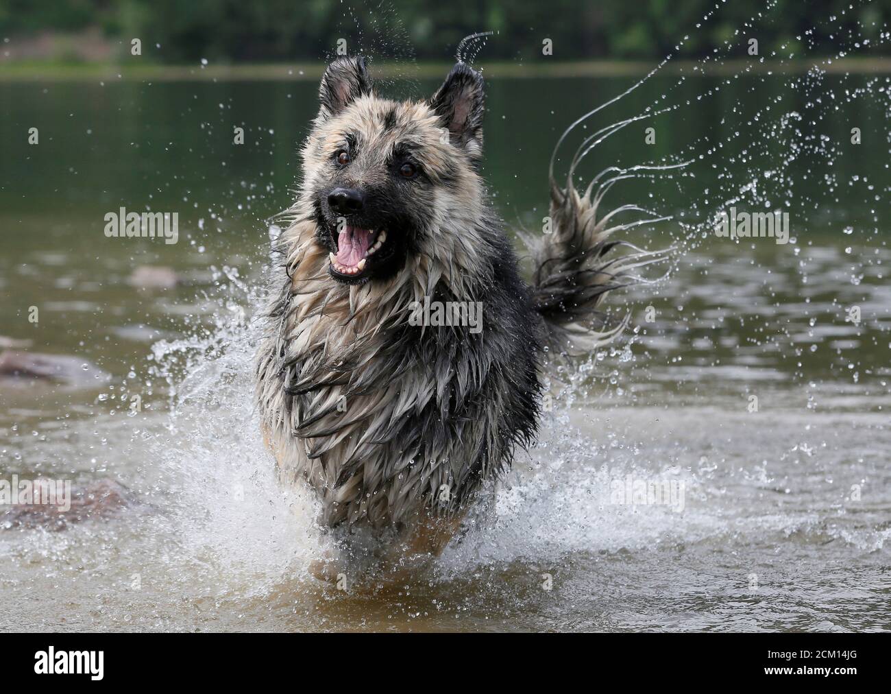 German shepherd hot hires stock photography and images Alamy