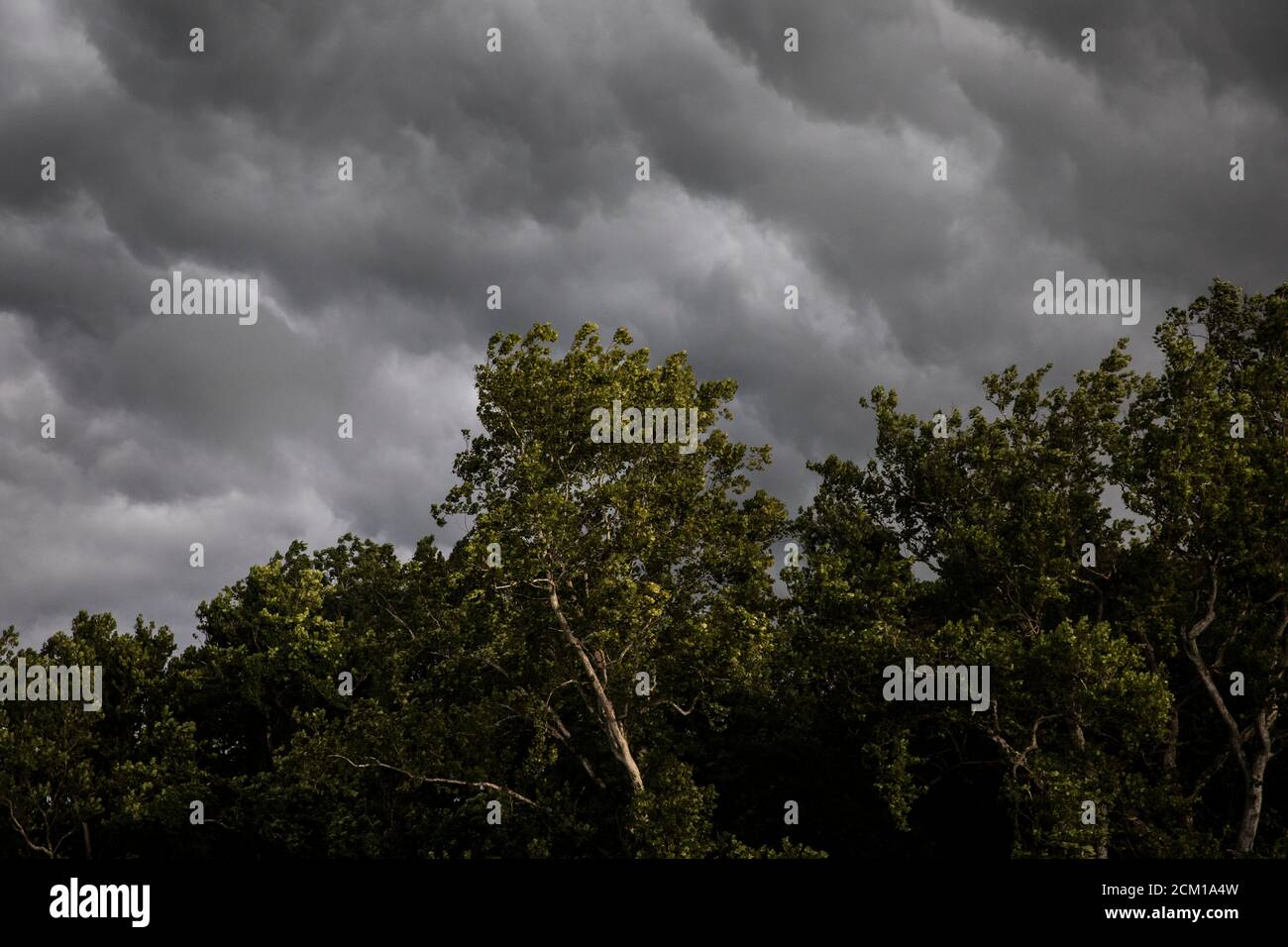 Trees blowing wind hurricane hi-res stock photography and images - Alamy