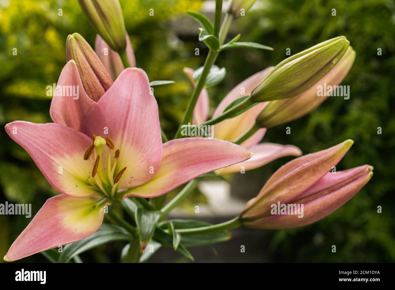 pink lily in the garden Stock Photo