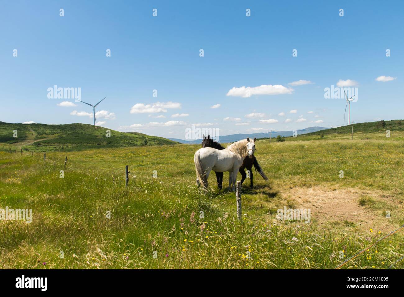 white horse in the meadow Stock Photo - Alamy