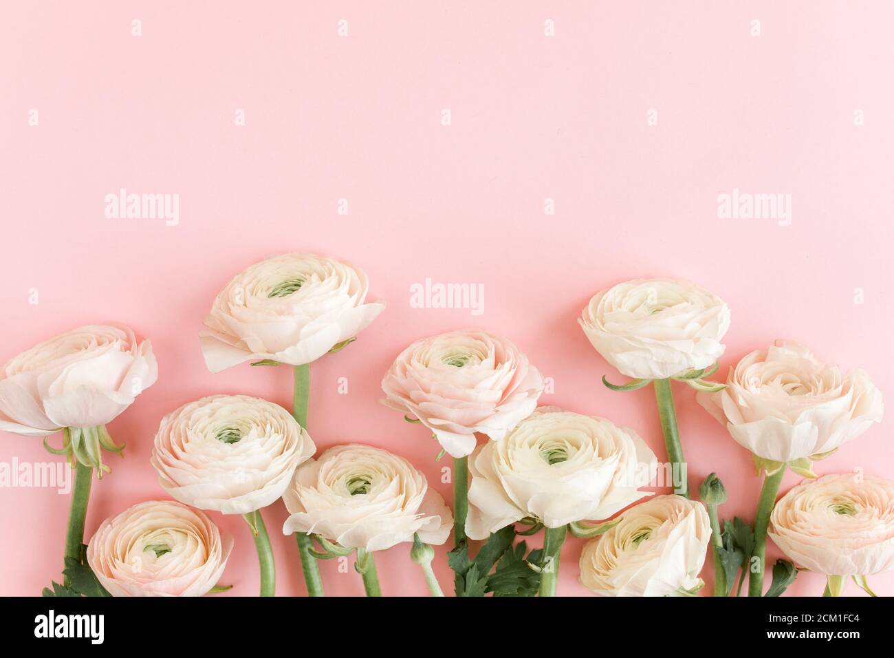 Pastel pink ranunculus flowers bouquet on pink background. Minimal ...
