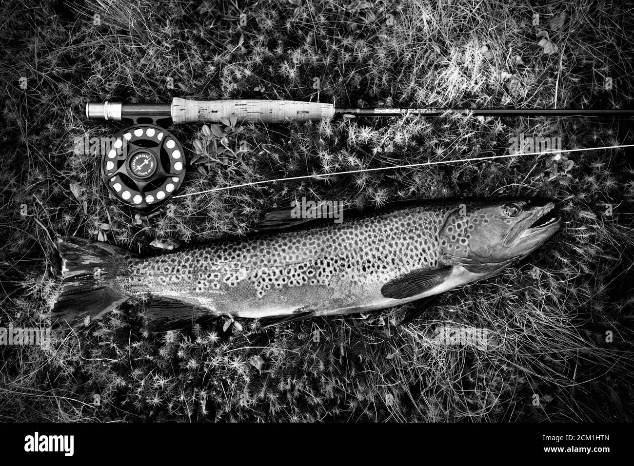 Fishing rod caught fish Black and White Stock Photos & Images - Alamy