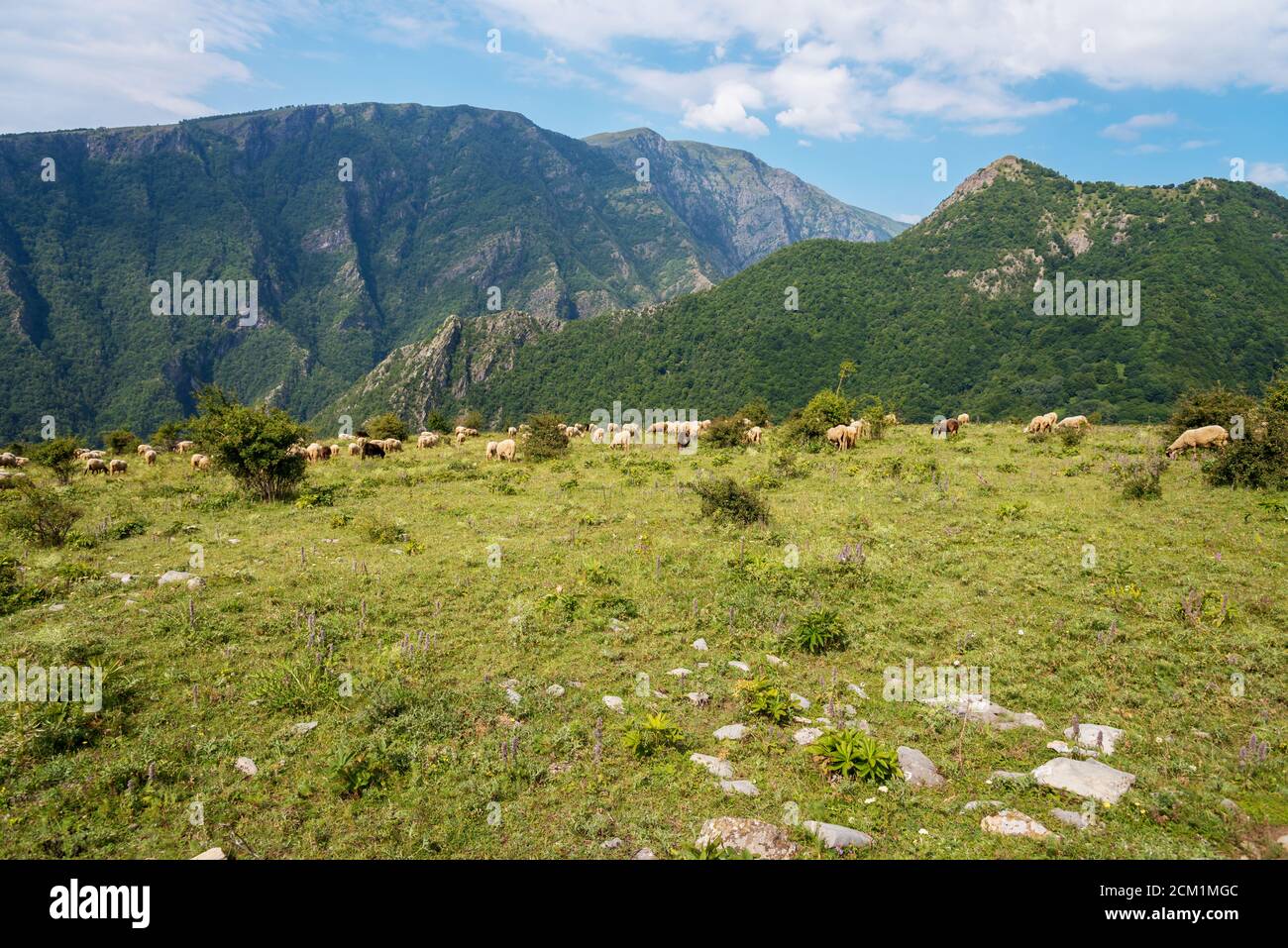 Flock of sheep grazing on the mountain meadow Stock Photo - Alamy