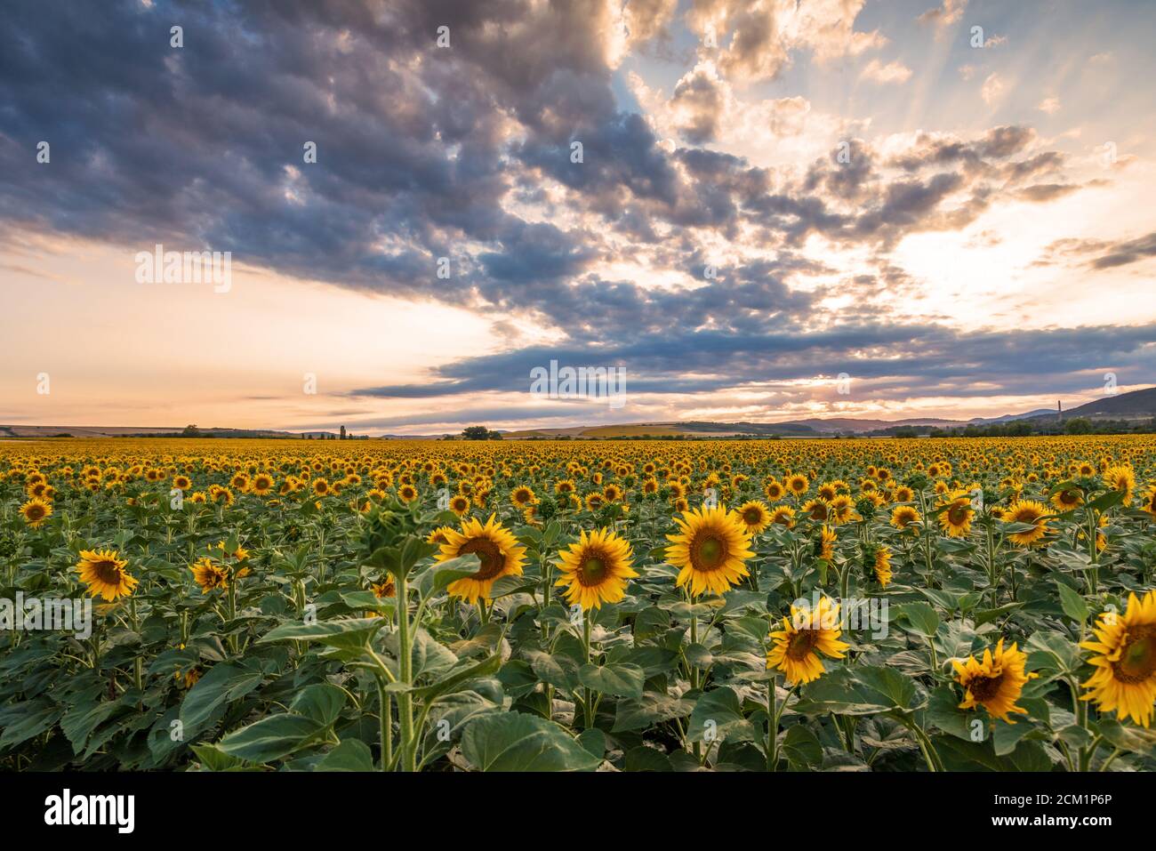 Sunflower field in rural area, under storm clouds, in summer Stock ...