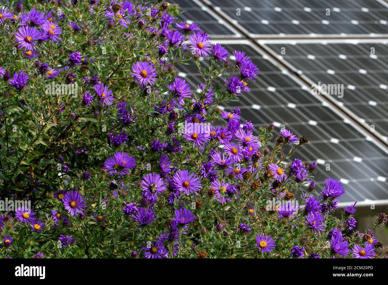 New England Aster in a butterfly garden against a backdrop of solar panels on a bright summer’s day. Stock Photo