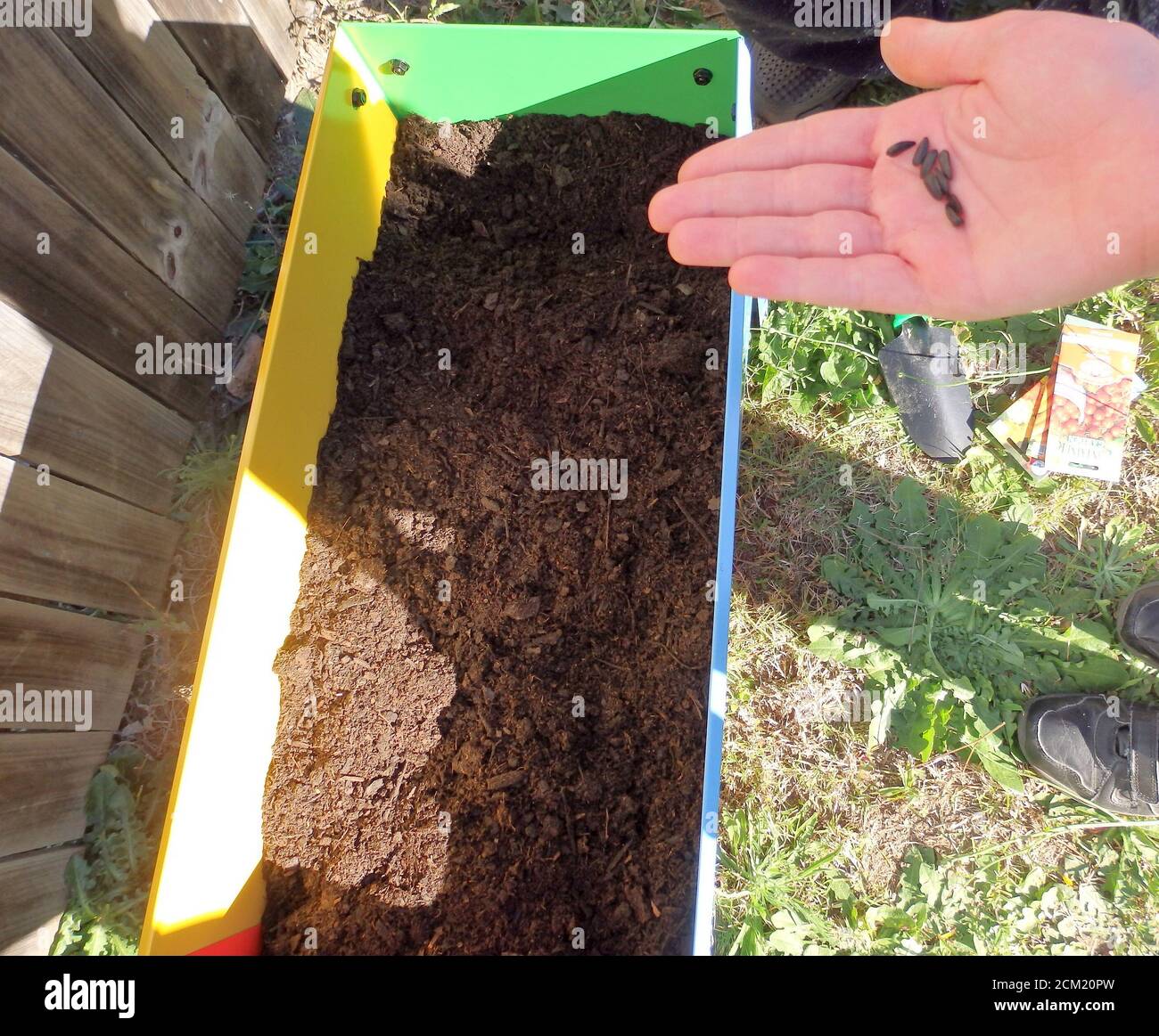 A child with seeds in hand ready to plant them into a planter box Stock
