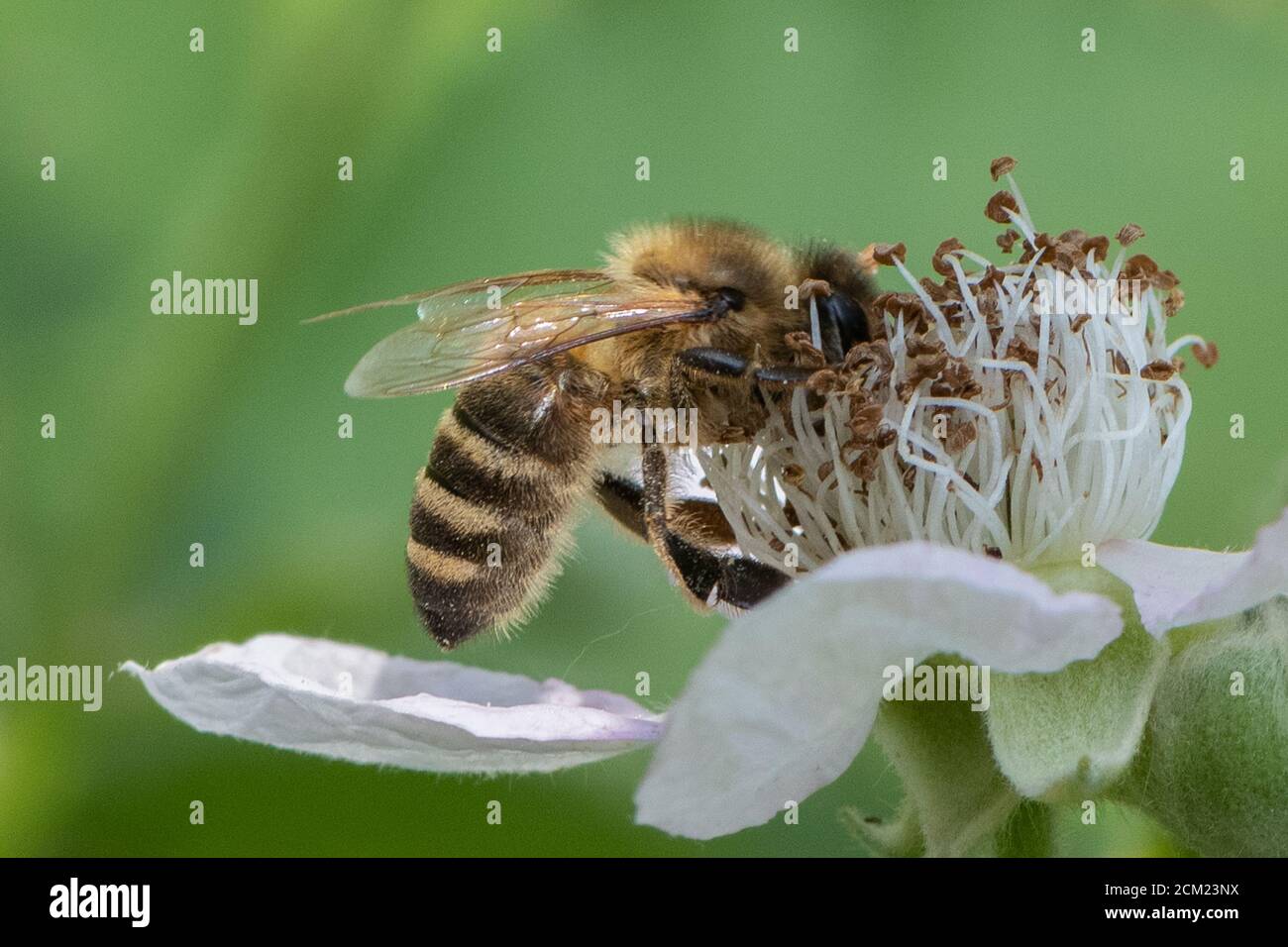 Bee on Blackberry flower. Stock Photo