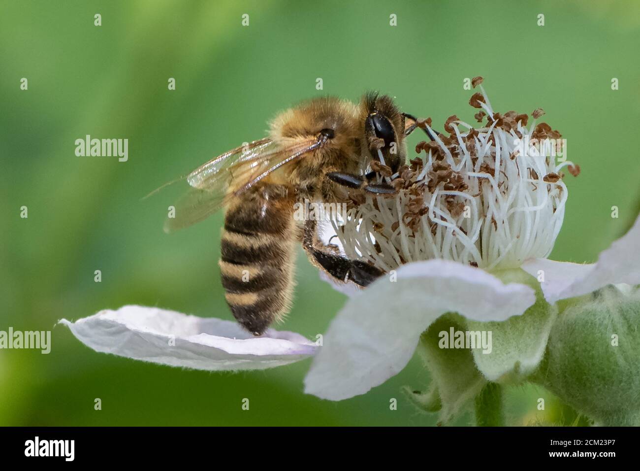Bee on Blackberry flower. Stock Photo