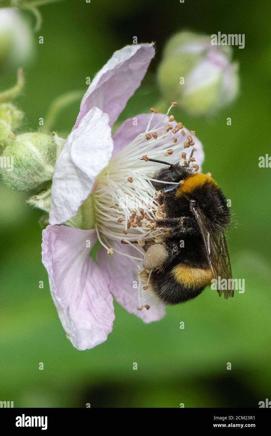 Bumble bee on Blackberry flower. Stock Photo
