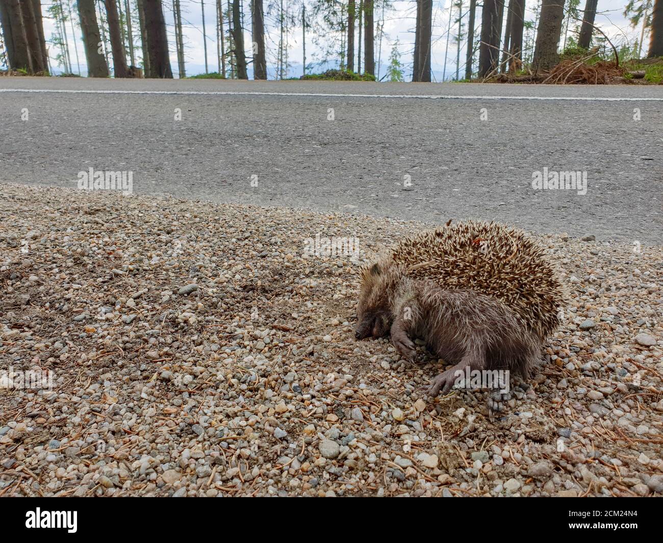 Dead wild hedgehog killed by car in nature. Roadkill animal victim of