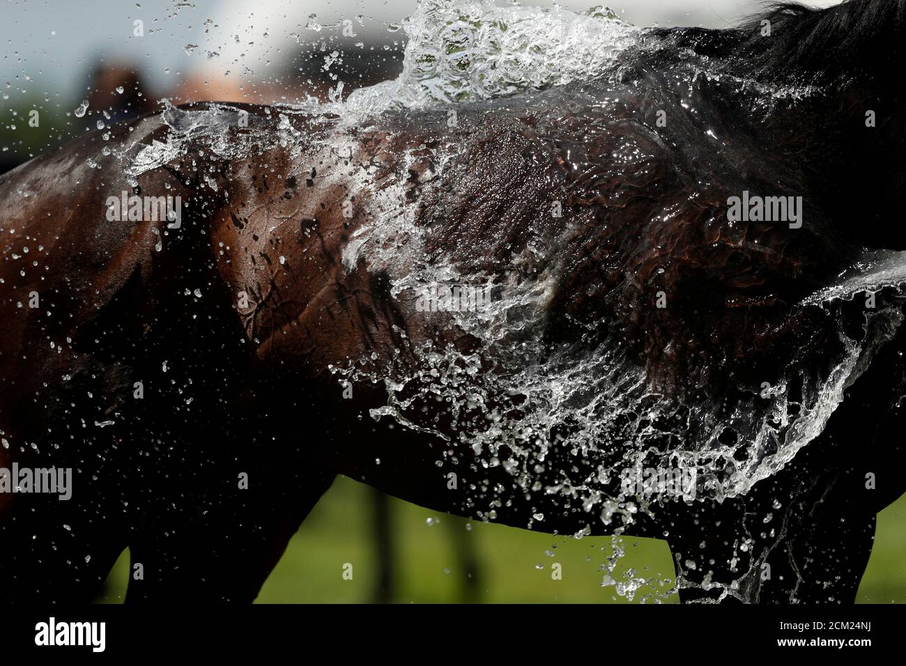 Horse Racing - Derby Festival - Epsom Downs Racecourse, Epsom, Britain - June 2, 2018 A horse is cooled down after the race Action Images via Reuters/Andrew Boyers TPX IMAGES OF THE DAY Stock Photo