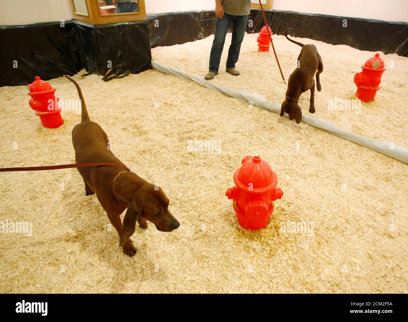 Dogs use the indoor bathroom at the dog spa in the basement of the Hotel Pennsylvania in advance of the Westminster Dog Show in New York, February 10, 2013.   REUTERS/Carlo Allegri  (UNITED STATES - Tags: SOCIETY ANIMALS) Stock Photo