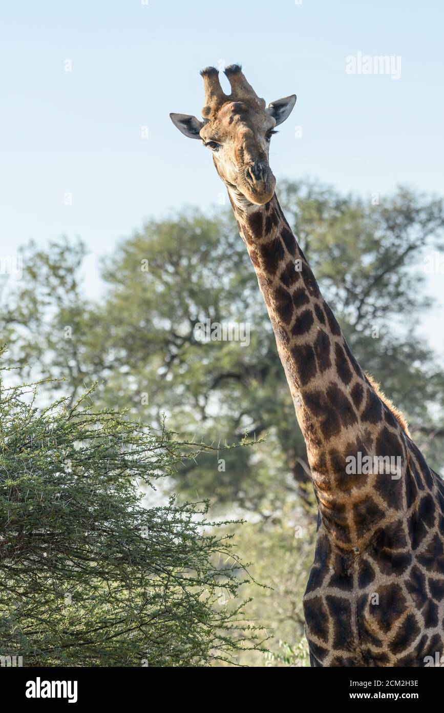 Wild giraffe with head and long neck tilted to one side looks curiously toward camera angle. Vertical portrait image in high resolution. Stock Photo