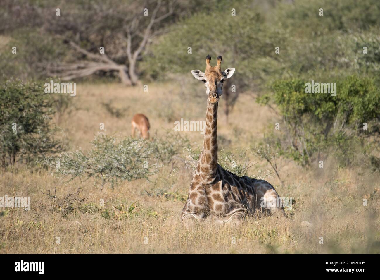 Young wild giraffe with long neck straight upward sits in the grass and  faces camera  in the Greater Kruger wilderness in South Africa. Horizontal Stock Photo