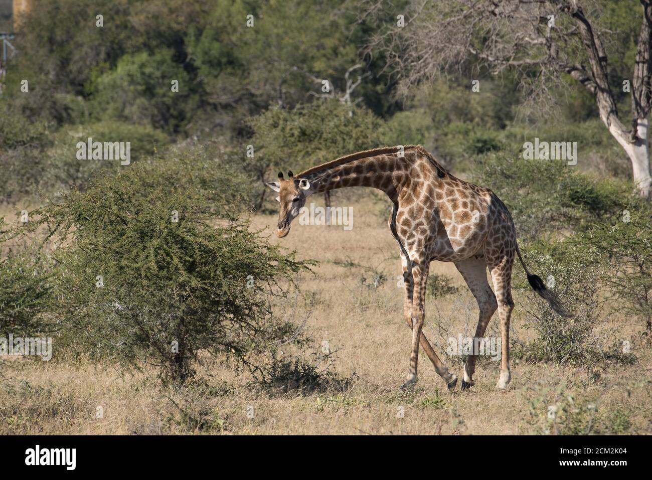 Young wild giraffe with head and neck downward walks along in the Greater Kruger wilderness. Horizontal landscape image. Stock Photo