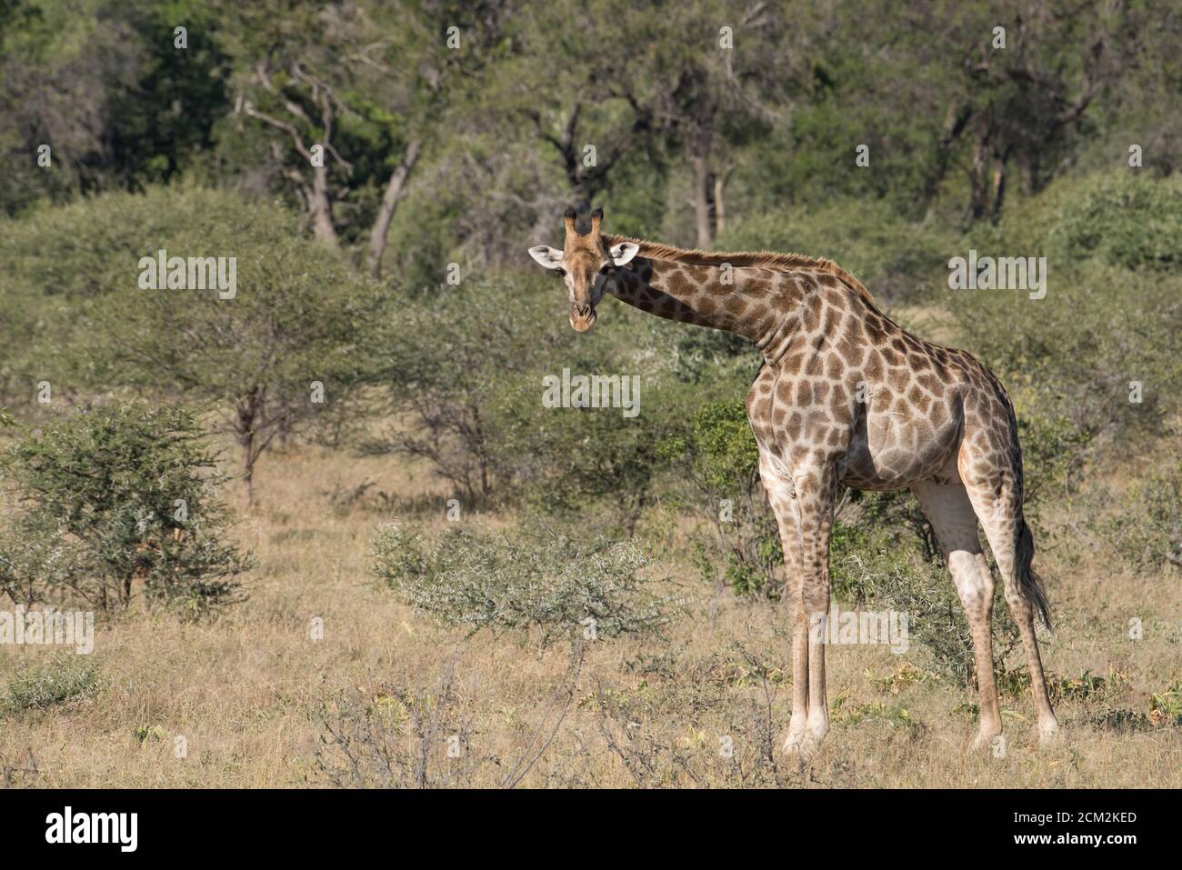 Young wild giraffe with head and neck downward faces camera  in the Greater Kruger wilderness. Horizontal landscape image. Stock Photo