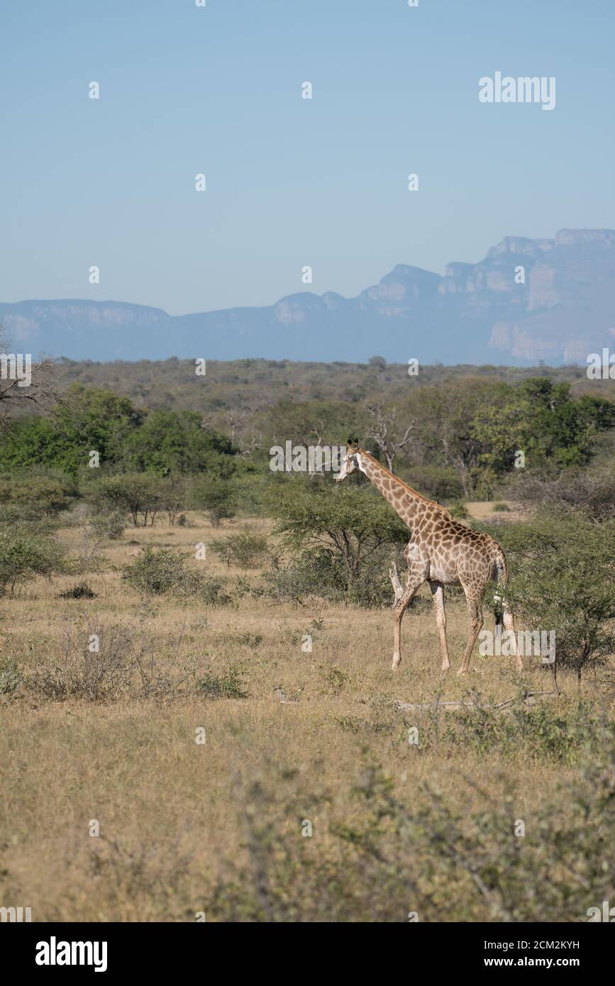 Beautiful wild giraffe with long neck and long legs walks in the South African wilderness. Mountains in the background. Stock Photo