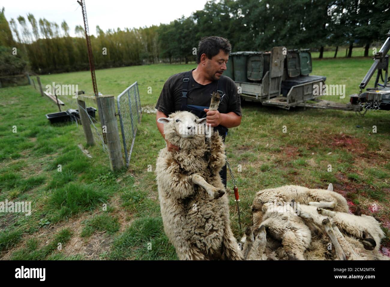Noel Womersley From Canterbury Homekill Prepares To Butcher Sheep On A Farm Outside Christchurch New Zealand March 27 2019 Picture Taken March 27 2019 Reuters Jorge Silva Stock Photo Alamy