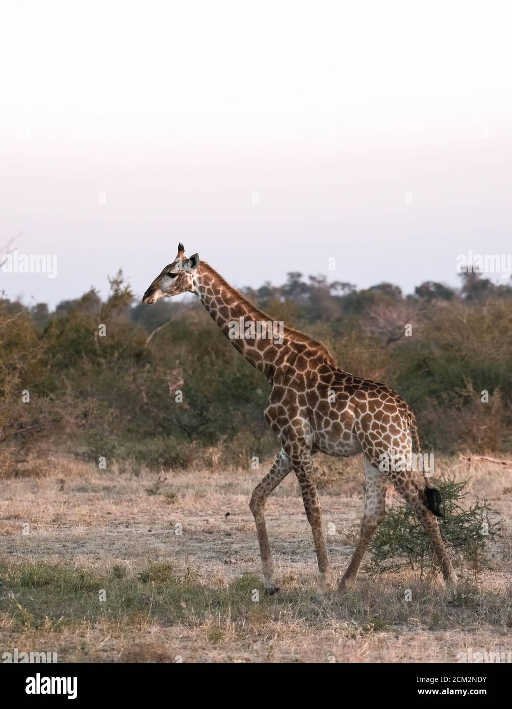 Beautiful wild giraffe with long neck and long legs walks in the South African wilderness. Stock Photo