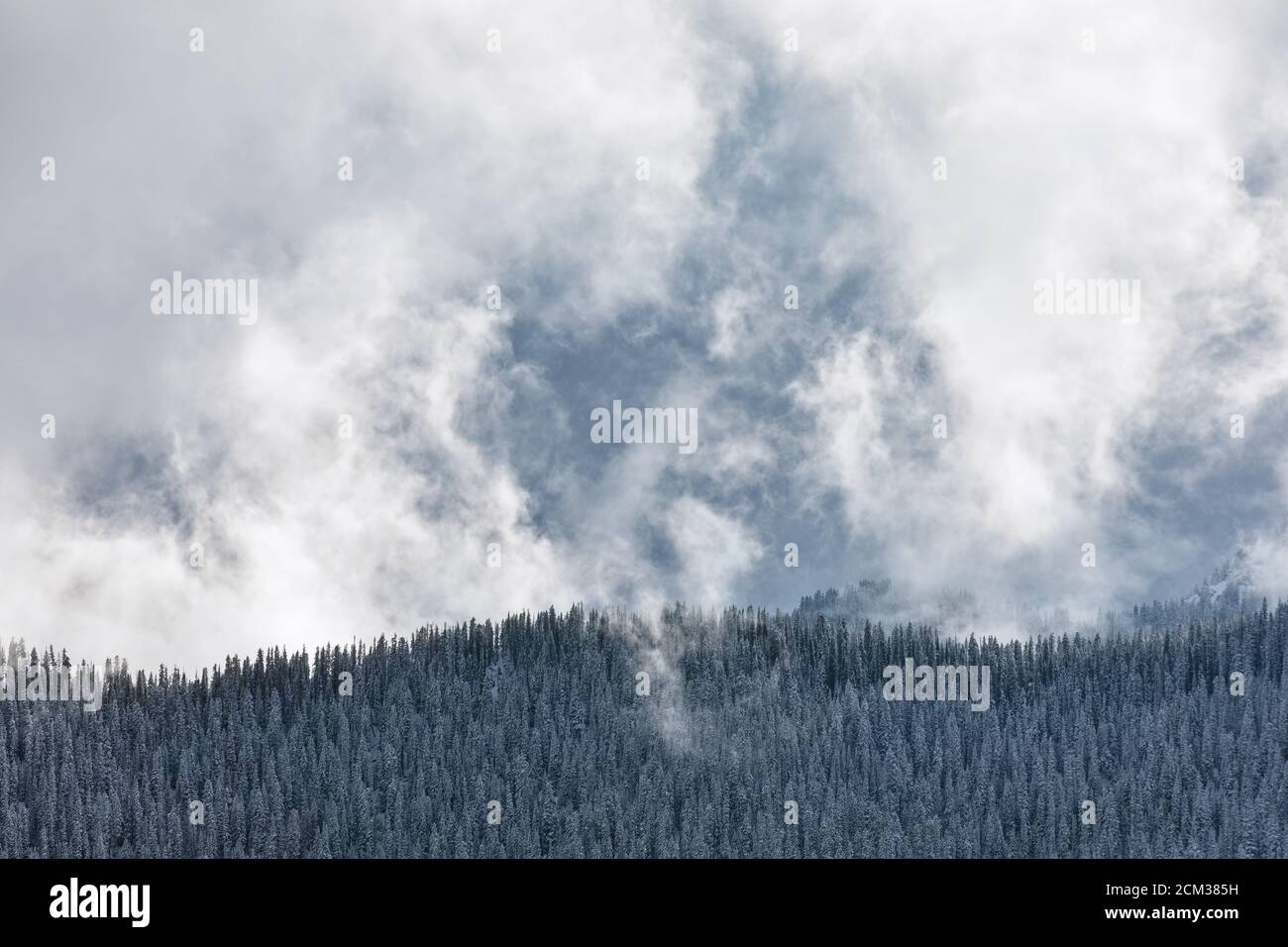 Winter forest backdrop with snowy trees and dramatic clouds Stock Photo