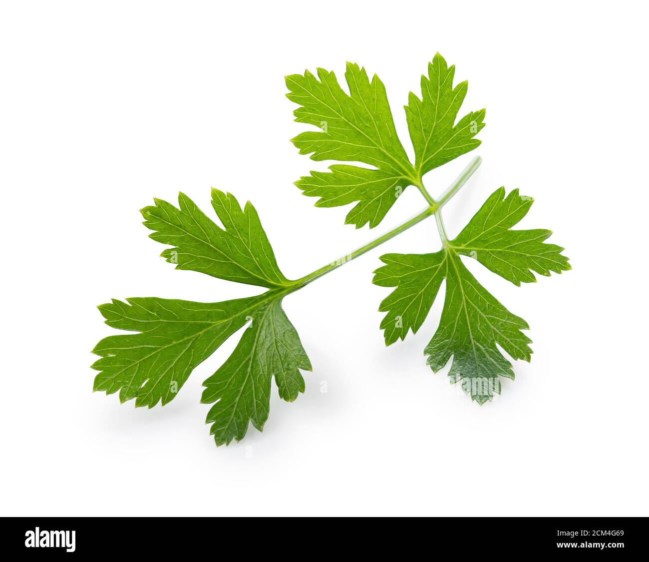 Italian parsley on a white background Stock Photo Alamy