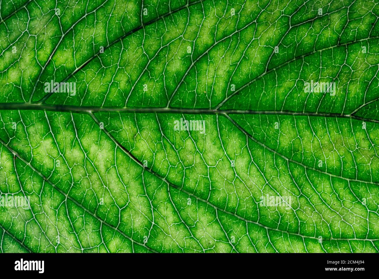 green leaf close up. background for design Stock Photo - Alamy