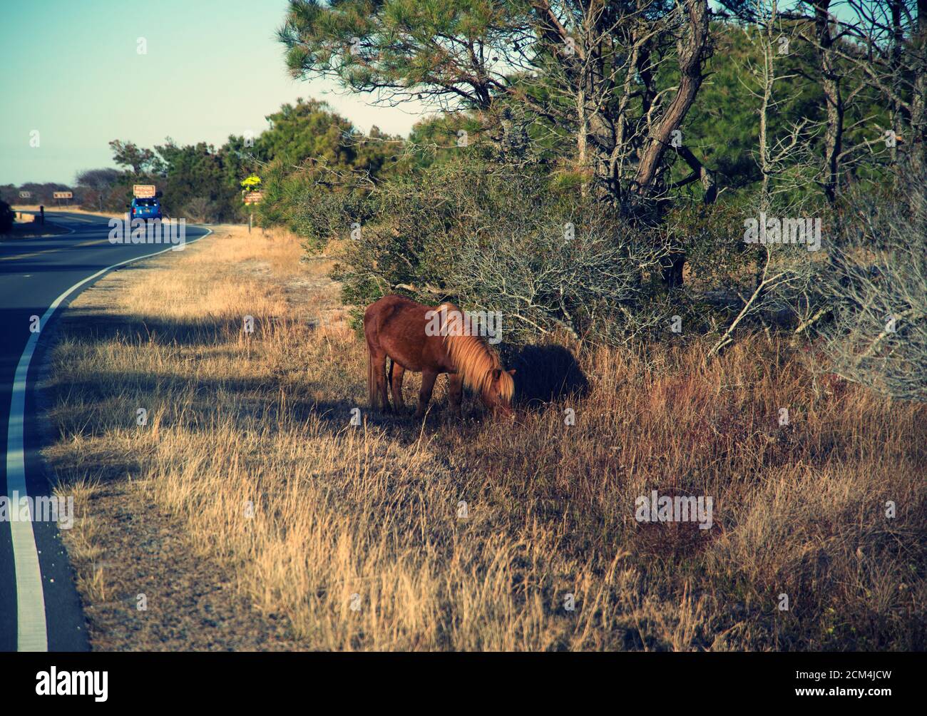 Wild pony or horse at Assateague island Stock Photo