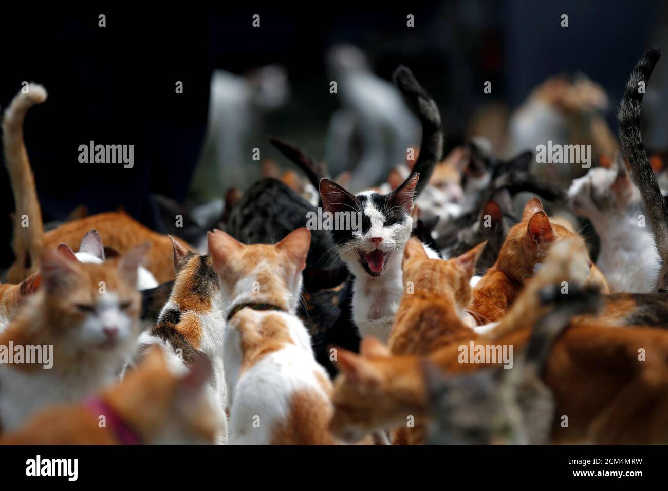 Page 2 - Kucing High Resolution Stock Photography and Images - Alamy