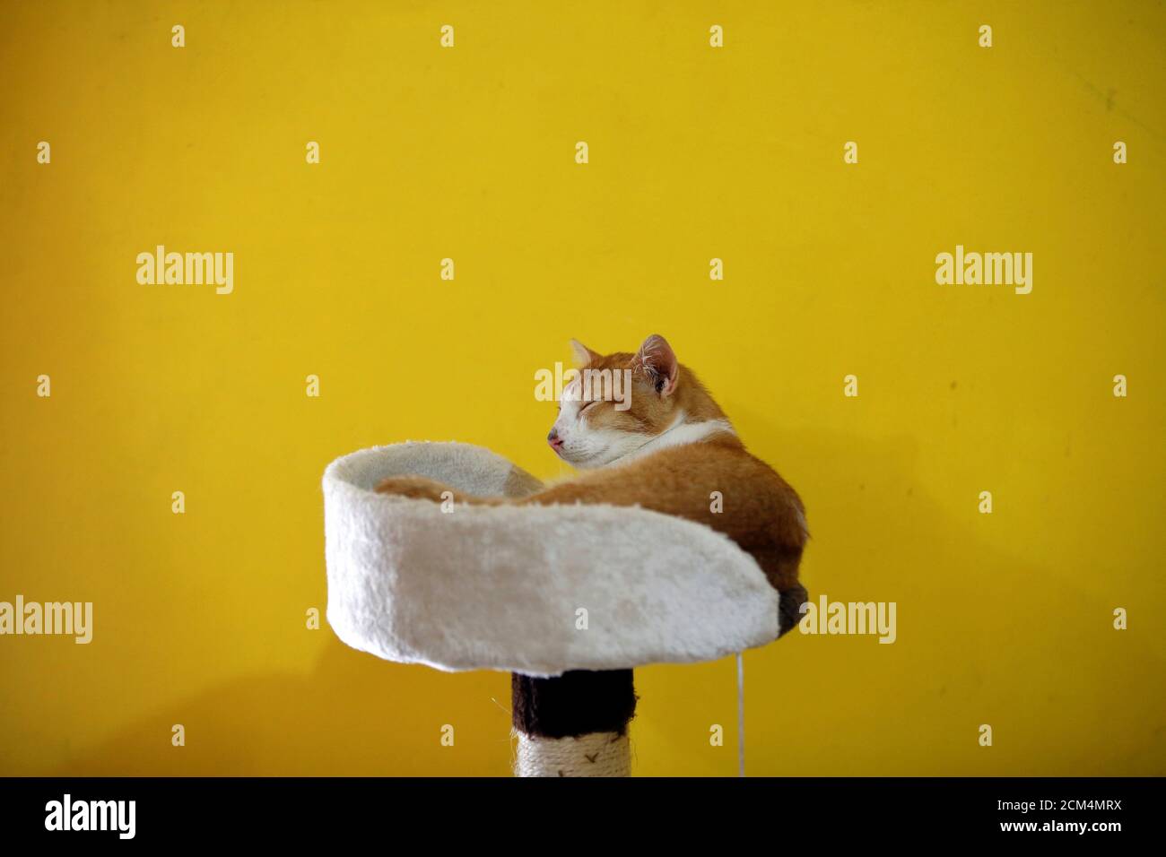 Page 2 - Kucing High Resolution Stock Photography and Images - Alamy