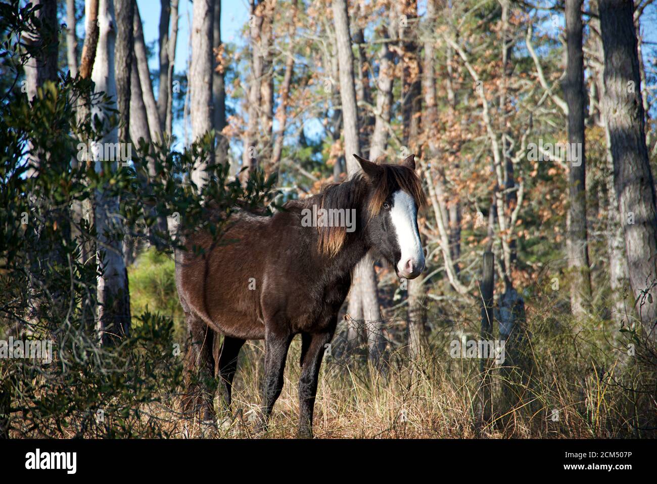 Wild horses of Chincoteague National Park in Delmarva Stock Photo Alamy