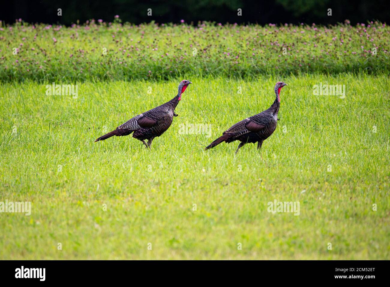 Wild Turkeys (Meleagris gallopavo) running in an open field in September, horizontal Stock Photo