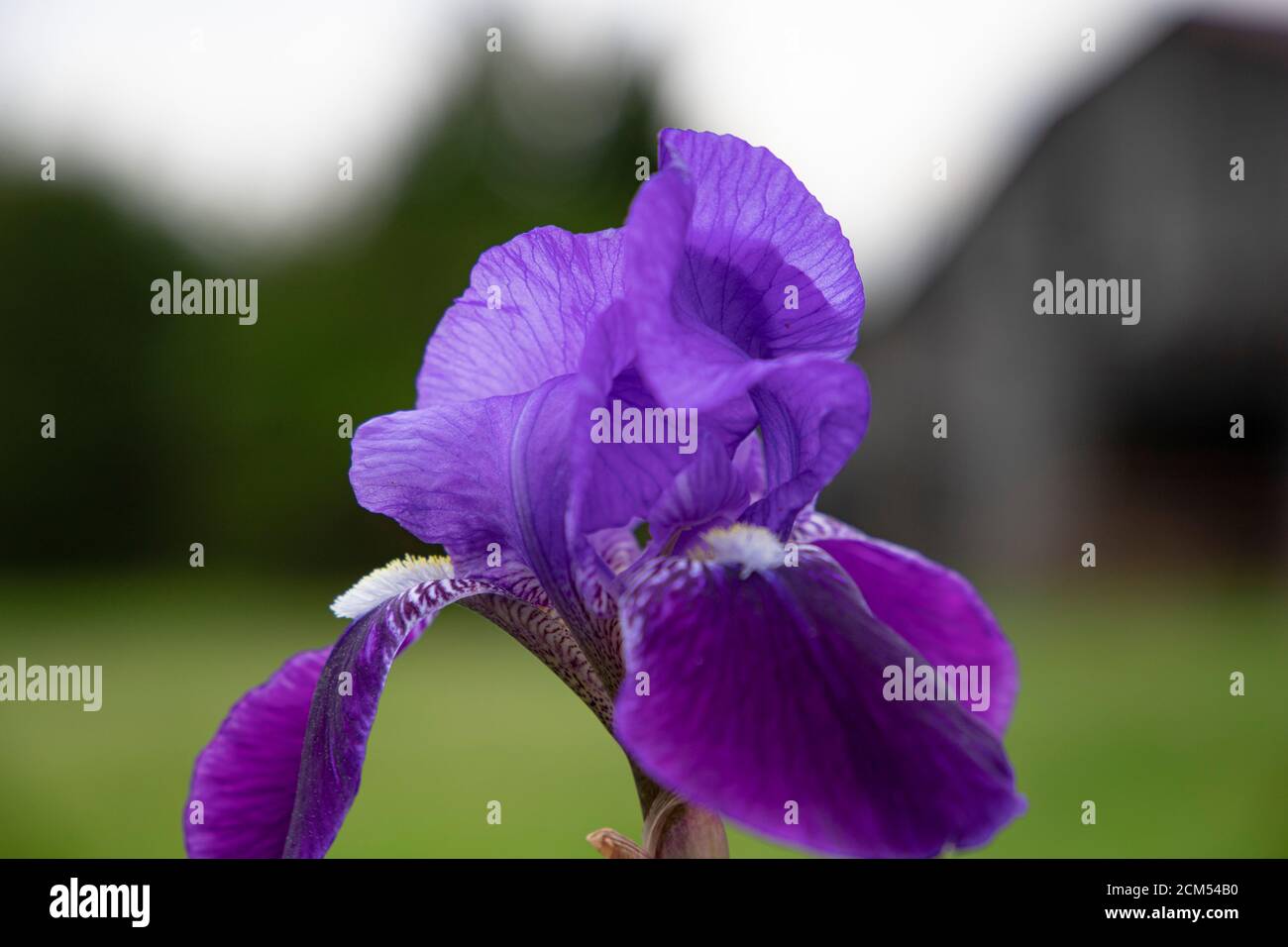 Rose Bud, AR. Iris blooming on a farm near the barn in full glory. March 20, 2020. @ Veronica Bruno / Alamy Stock Photo