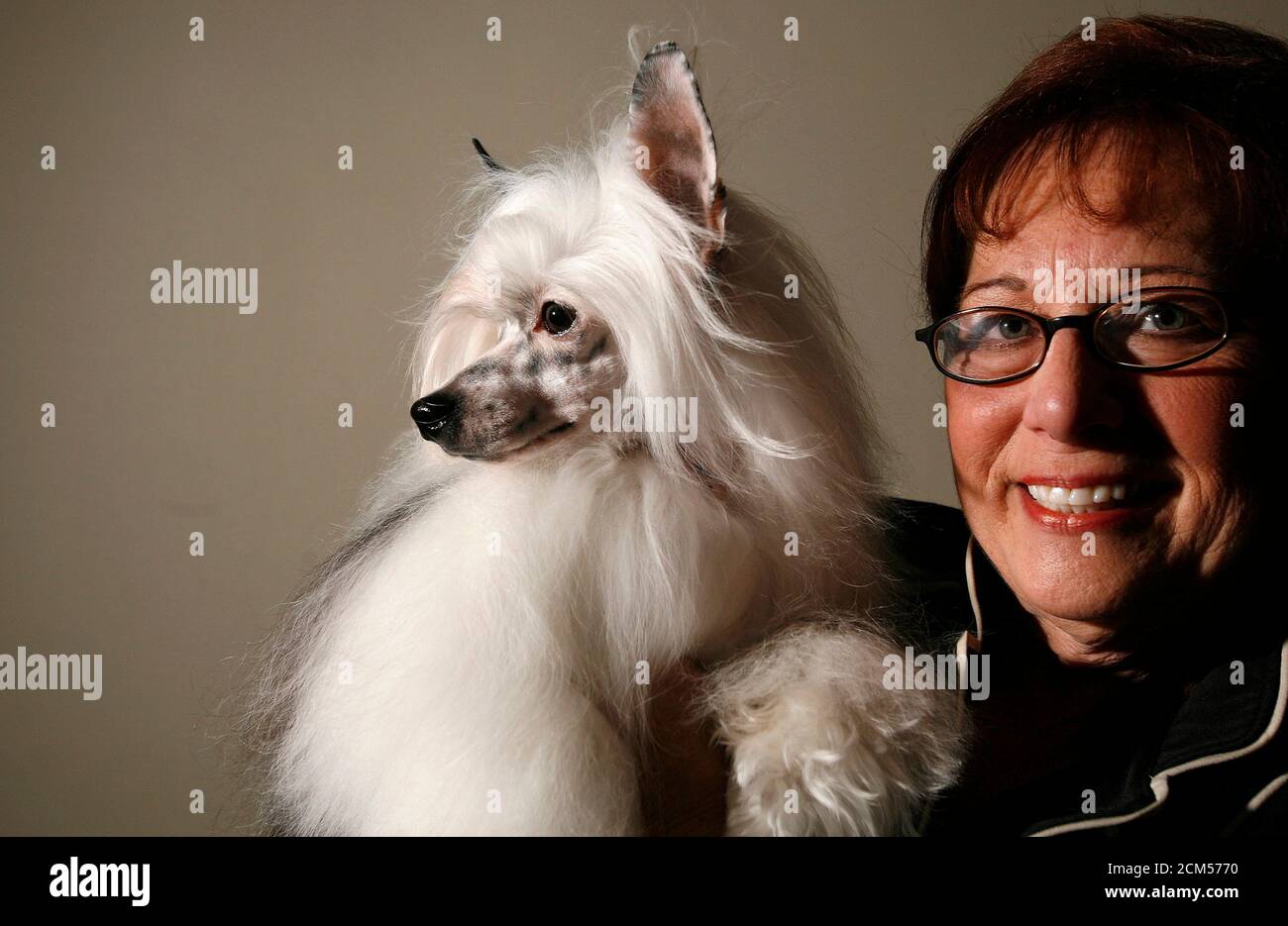 Chinese crested powder puff hires stock photography and images Alamy