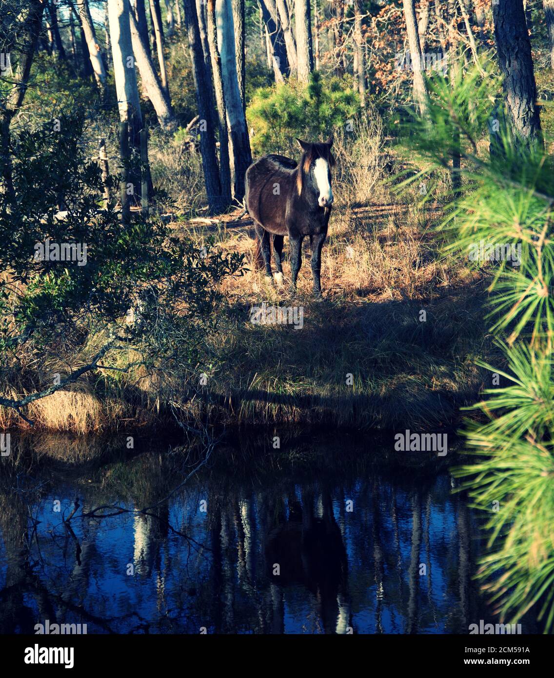 Wild horses of Chincoteague National Park in Delmarva Stock Photo Alamy