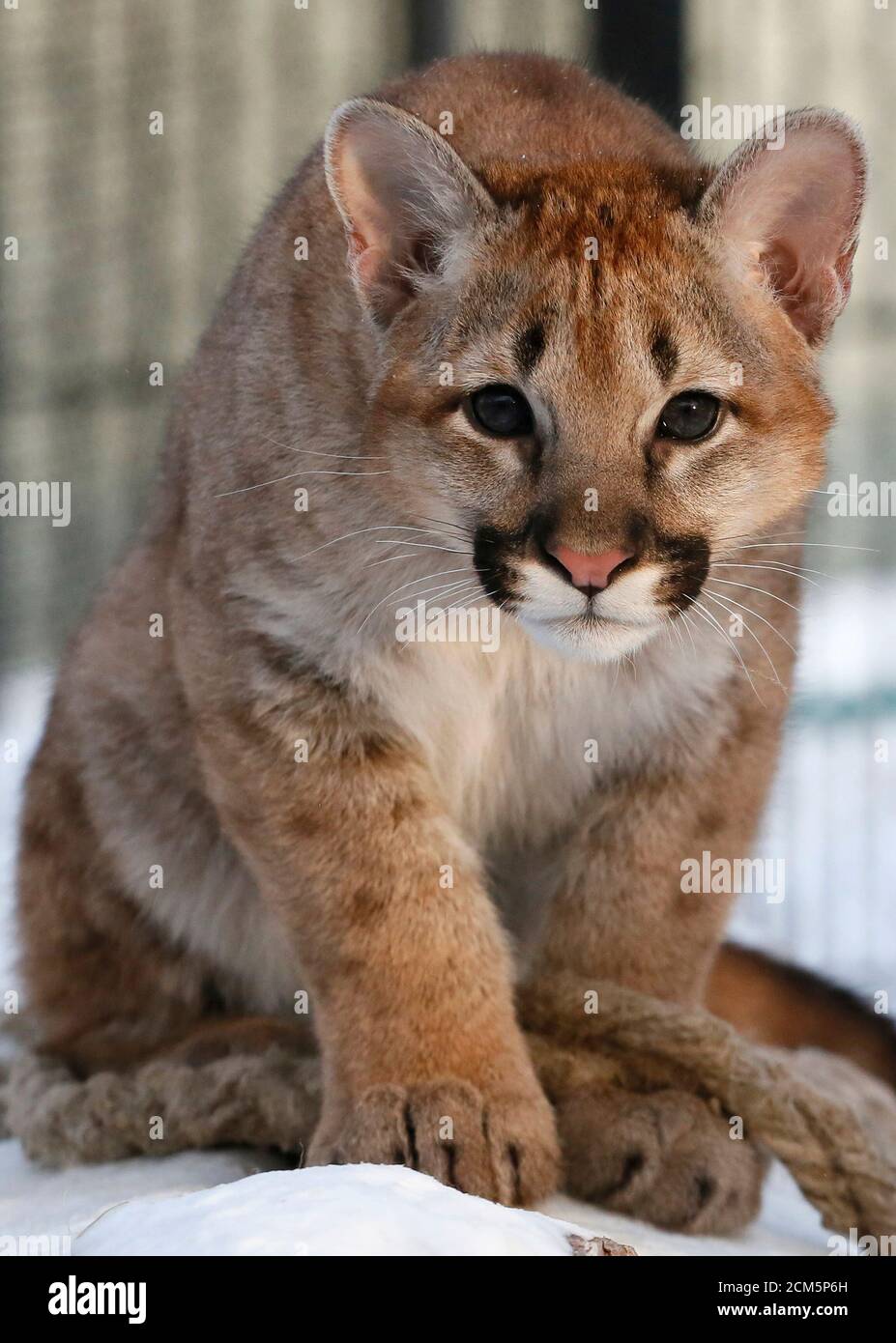 A four-month-old North American cougar cub looks on inside its open-air  enclosure in the Royev Ruchey zoo on the suburbs of the Siberian city of  Krasnoyarsk, Russia, February 11, 2016. Cougars Ice