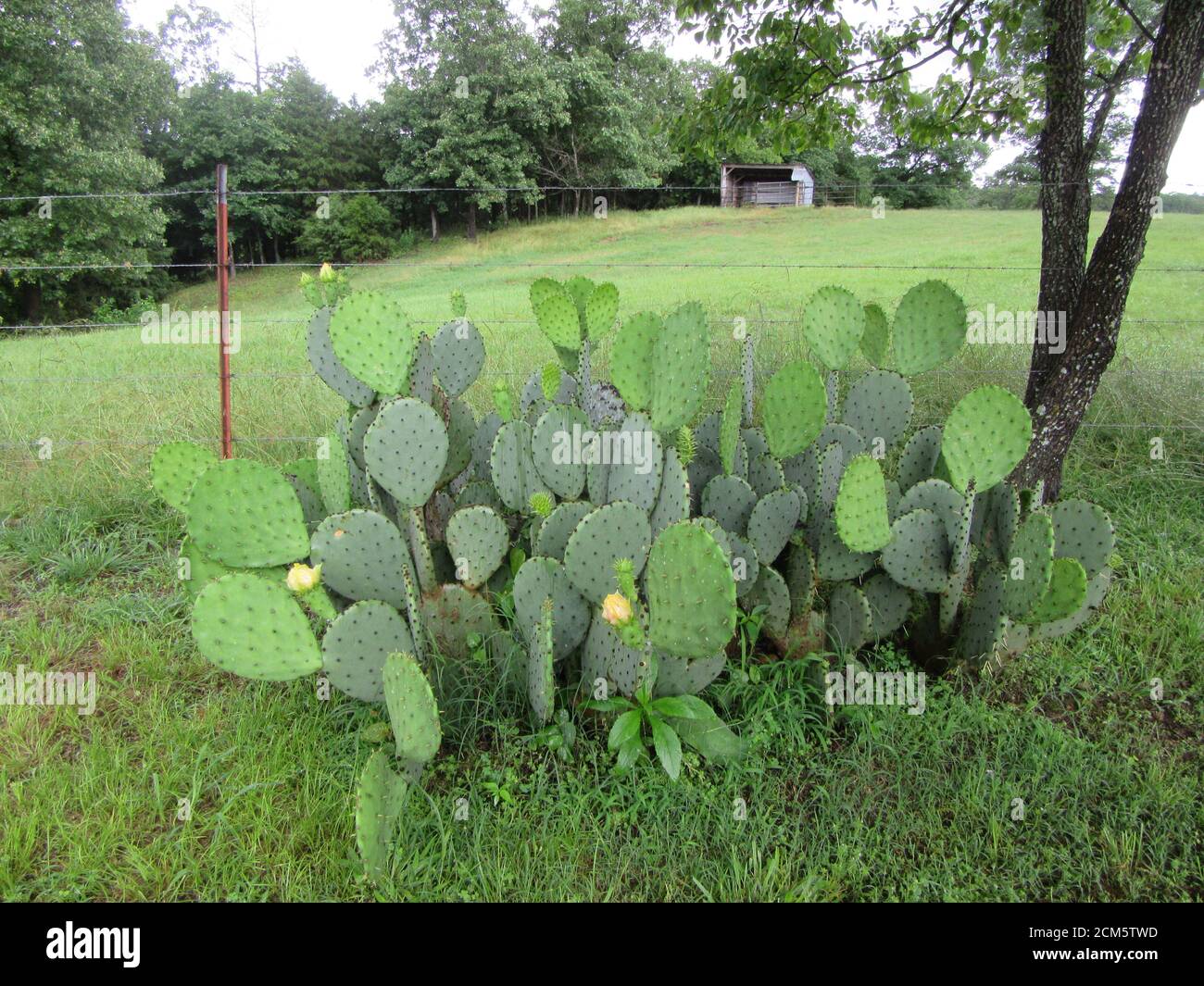 A patch of prickly pear cactus in a rural setting Stock Photo