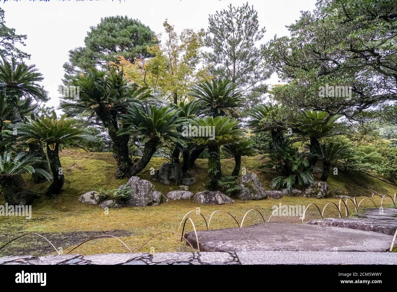 Sago palms at the Japanese Garden of Katsura Imperial Villa, Kyoto, Japan Stock Photo