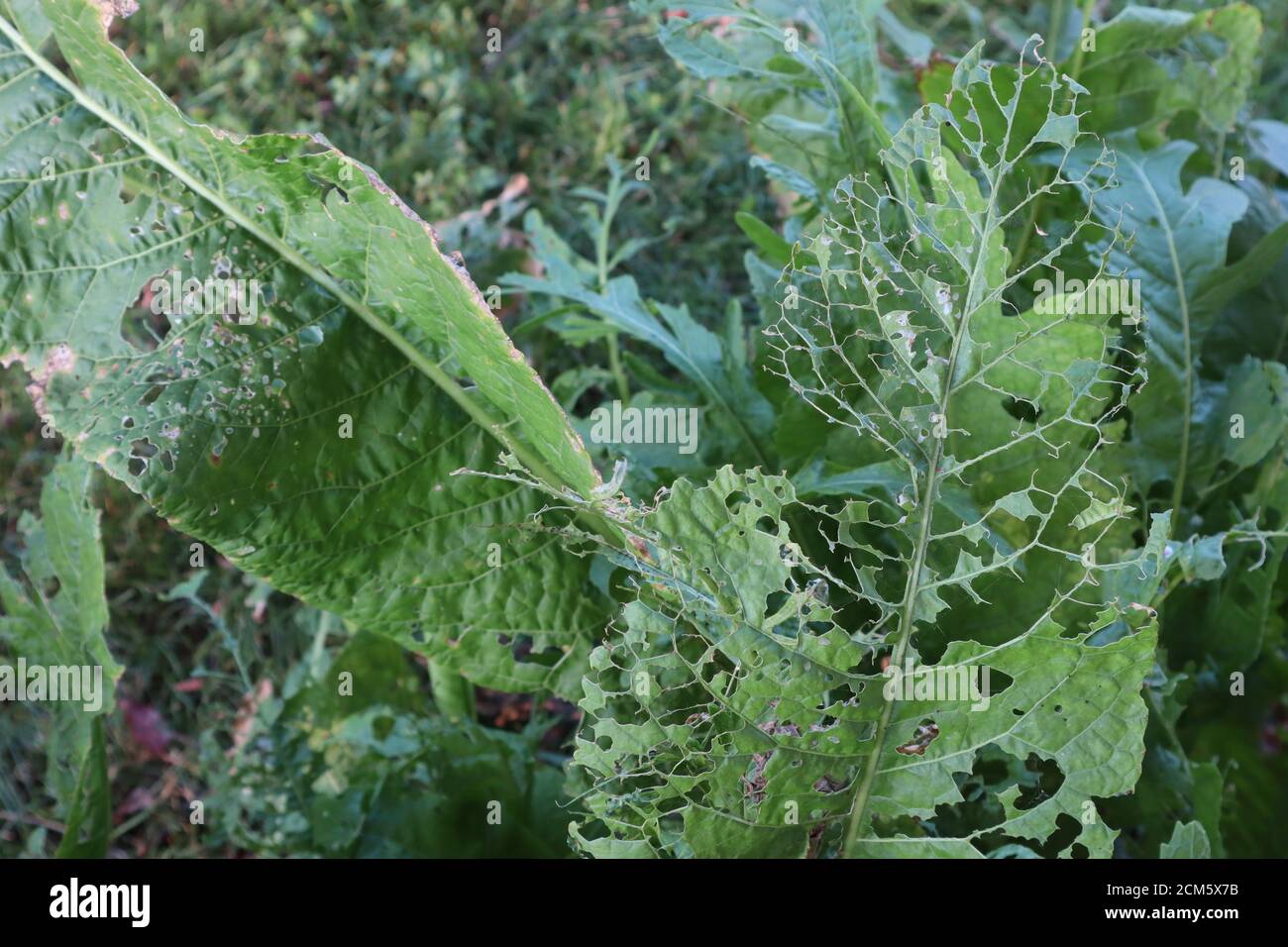 Leaf damage is seen on Horseradish leaves from garden pests Stock Photo