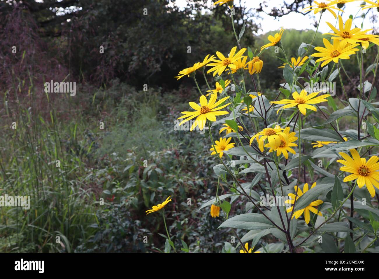 Bright yellow Jerusalem Artichoke flowers on display in the late summer