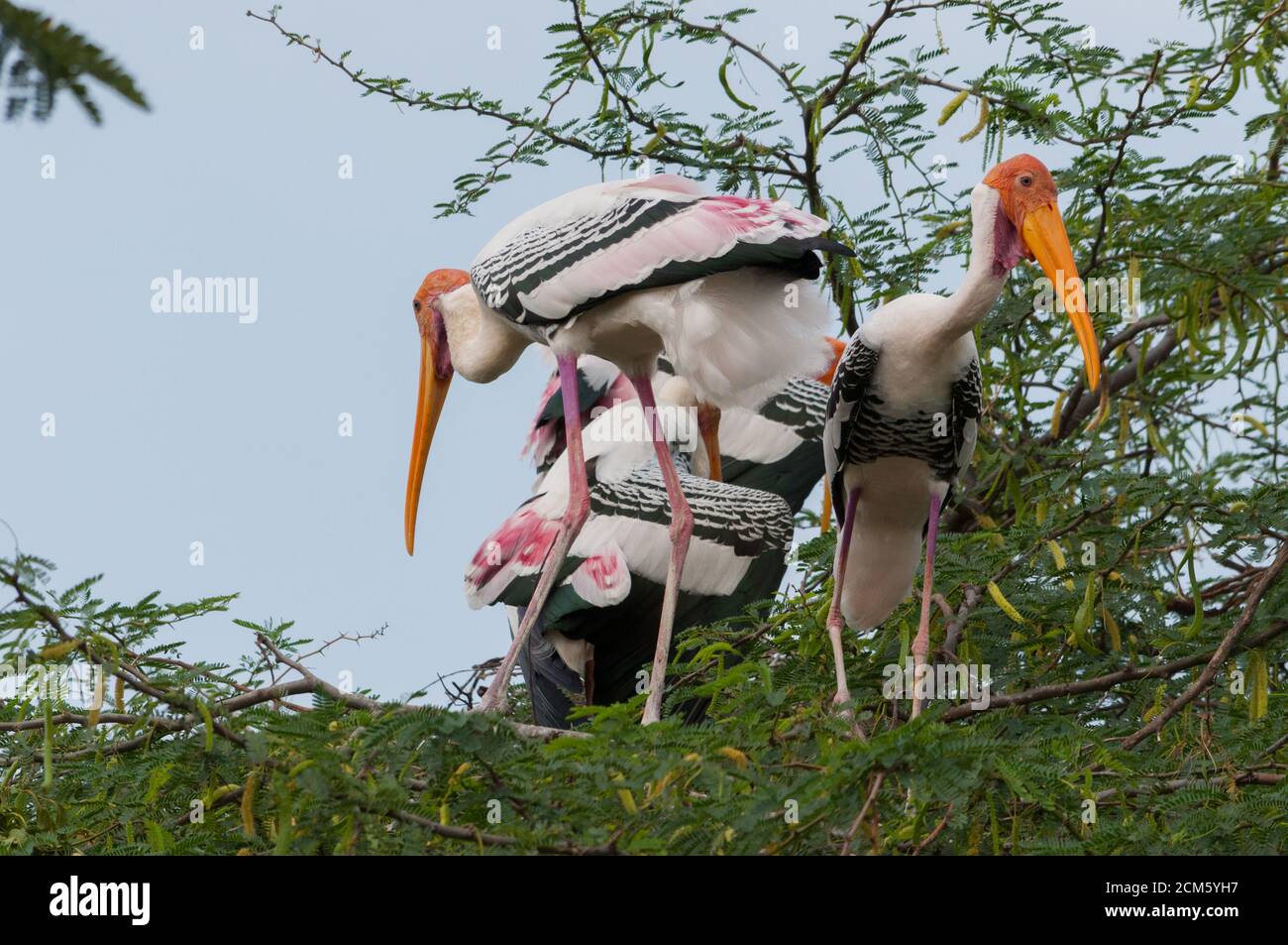 Painted stork (Mycteria leucocephala Stock Photo Alamy