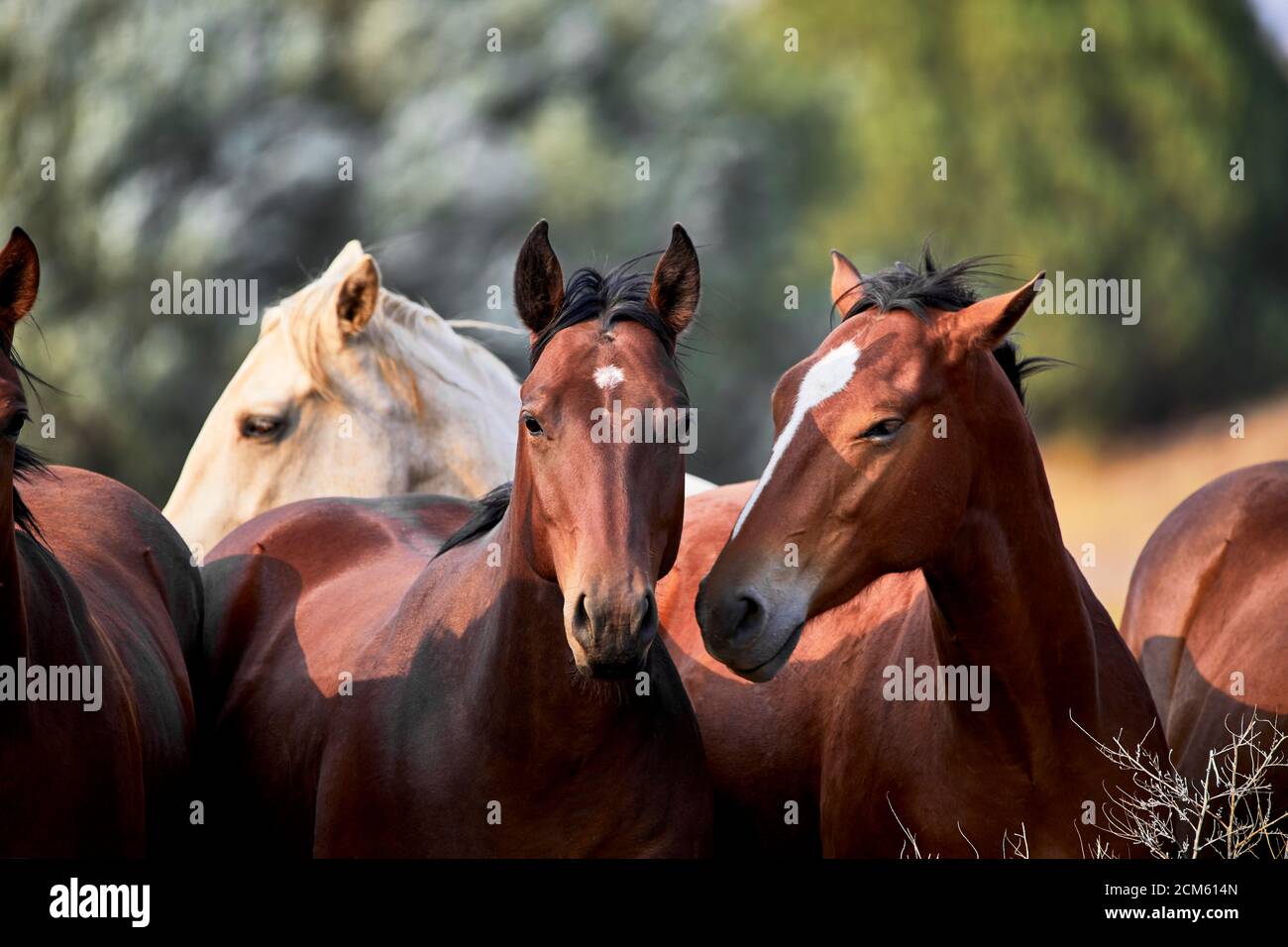Domesticated young horses in a field with shallow depth of field Stock Photo
