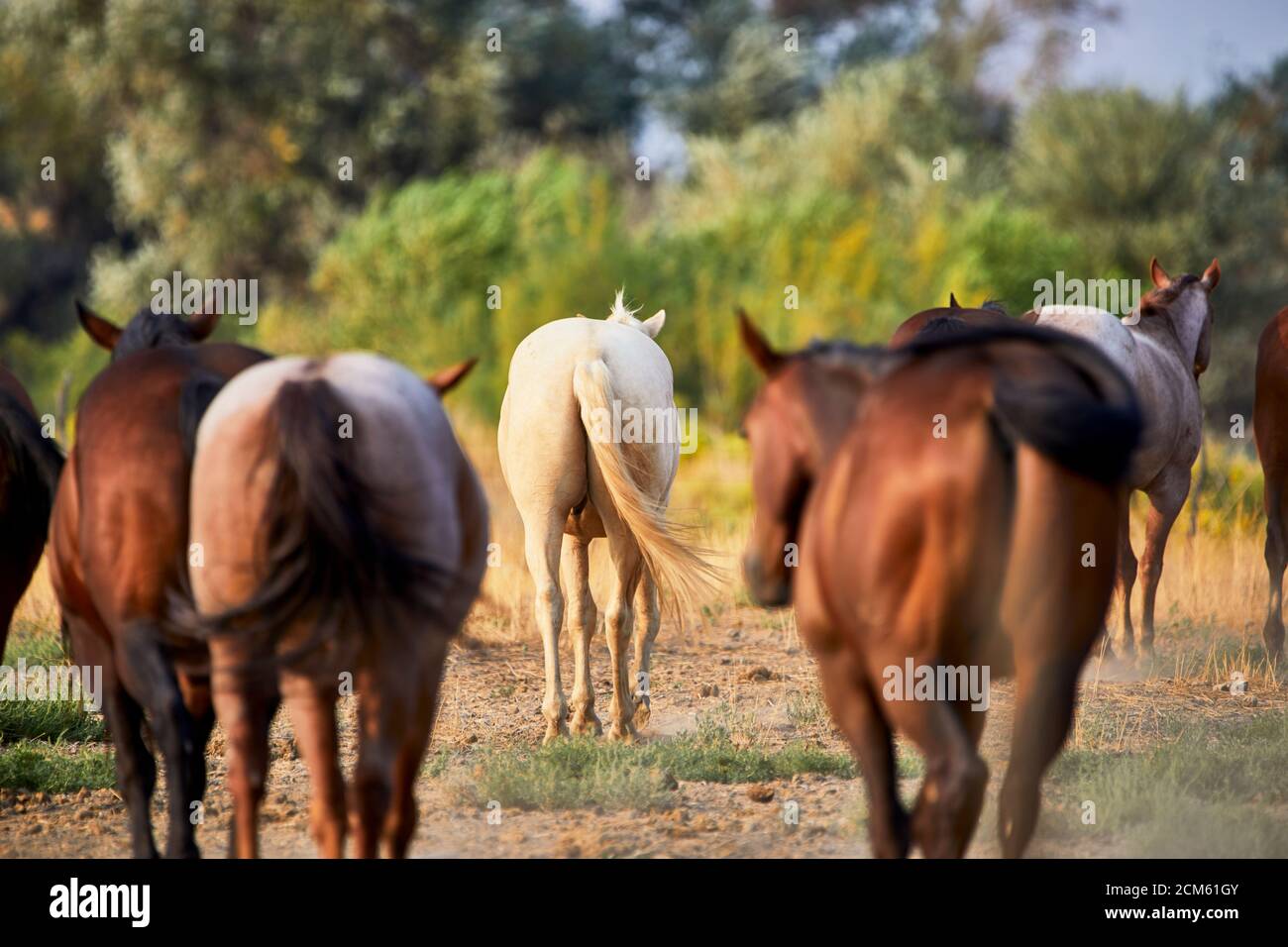 Rear View of Herd of Domesticated young horses in a field with shallow depth of field Stock Photo