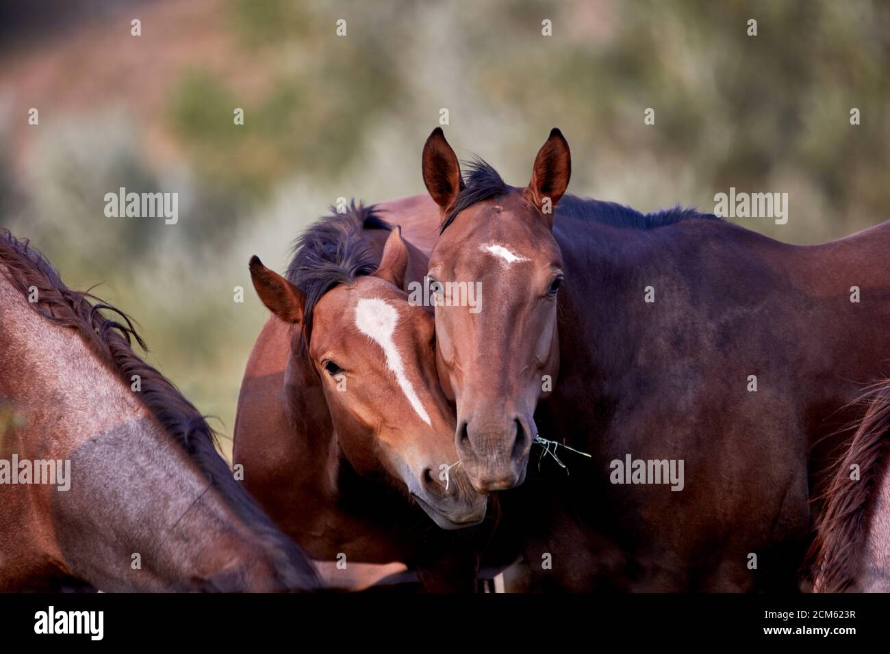 Domesticated young horses in a field with their heads close together and shallow depth of field Stock Photo