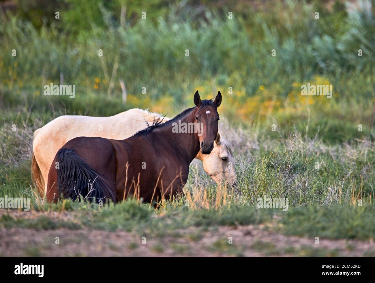 Domesticated young horses in a field standing together with shallow depth of field Stock Photo